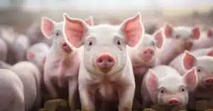 Immuni Glucan 3 trong 1: Tăng miễn dịch, tăng đề kháng và giải độc gan thận cho heo