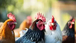 Sản phẩm độc đáo, lưỡng dụng cho gia cầm thịt và gia cầm đẻ Selen ADE