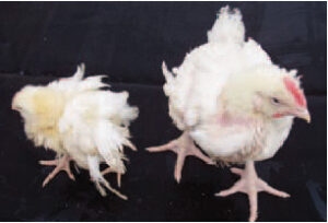 Bệnh do reovirus