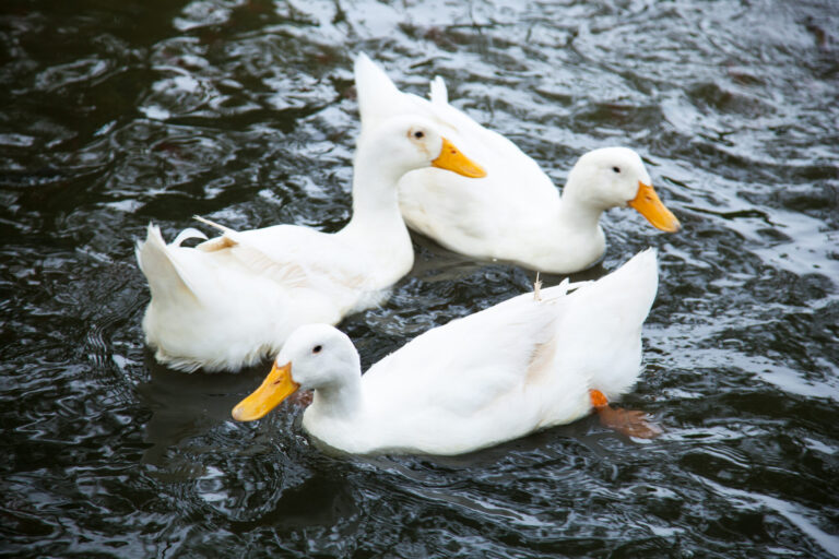 Ducks are swimming in the water.