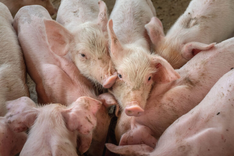 Hội Chứng Hô Hấp Phức Hợp Ở Heo Piglets are scrambling to eat food in a pig farm.