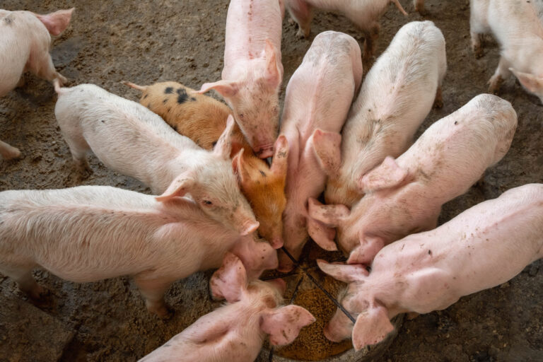 Piglets are scrambling to eat food in a pig farm.